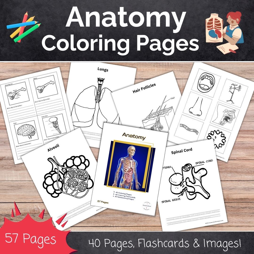 Anatomy Coloring Book