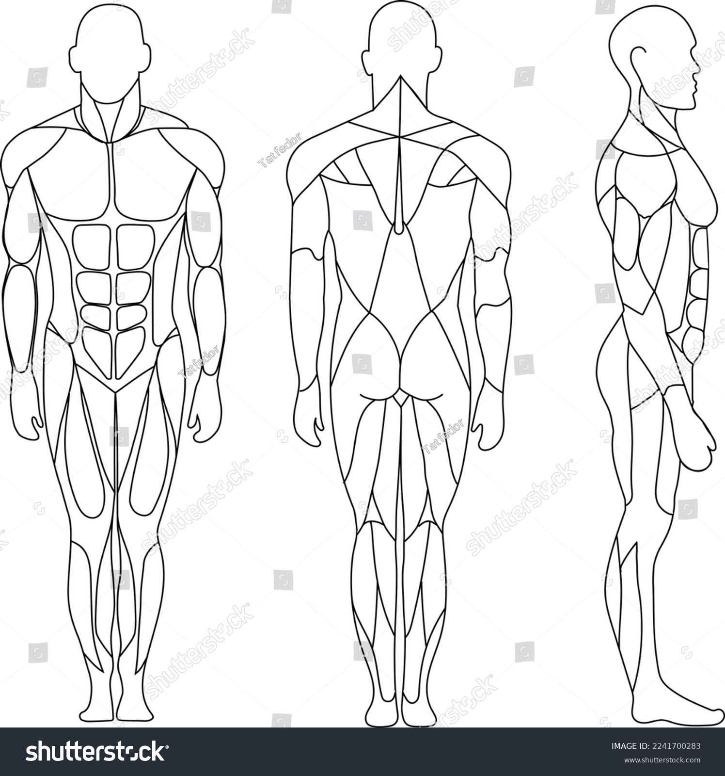 Drawing Muscular System