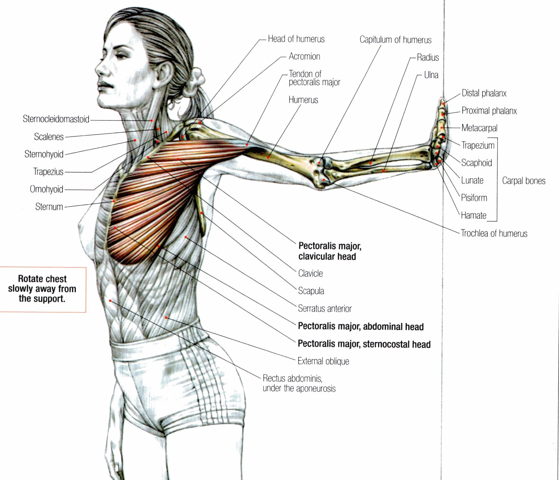 MRI-based neck anatomy reference, perfect for radiology students and medical professionals.