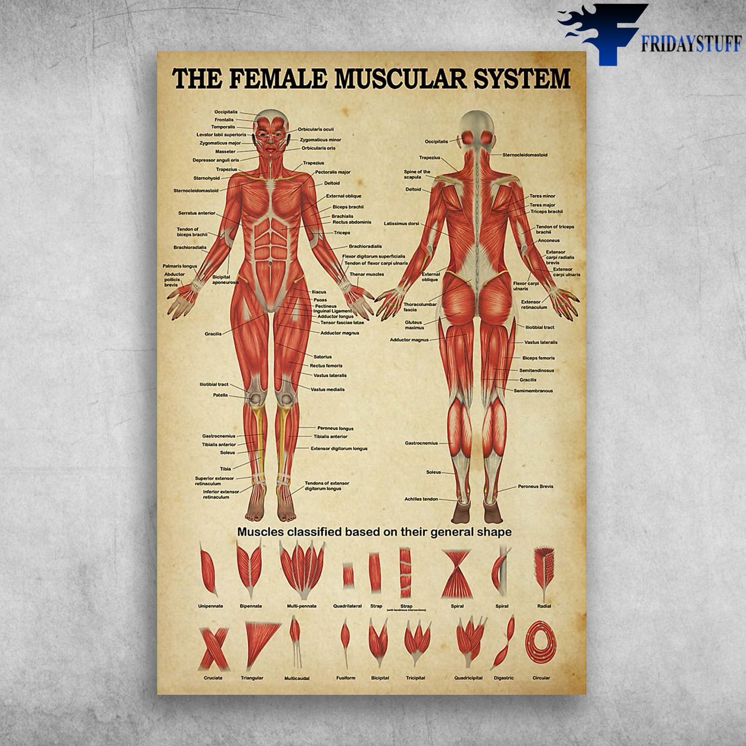 Muscular Female Anatomy