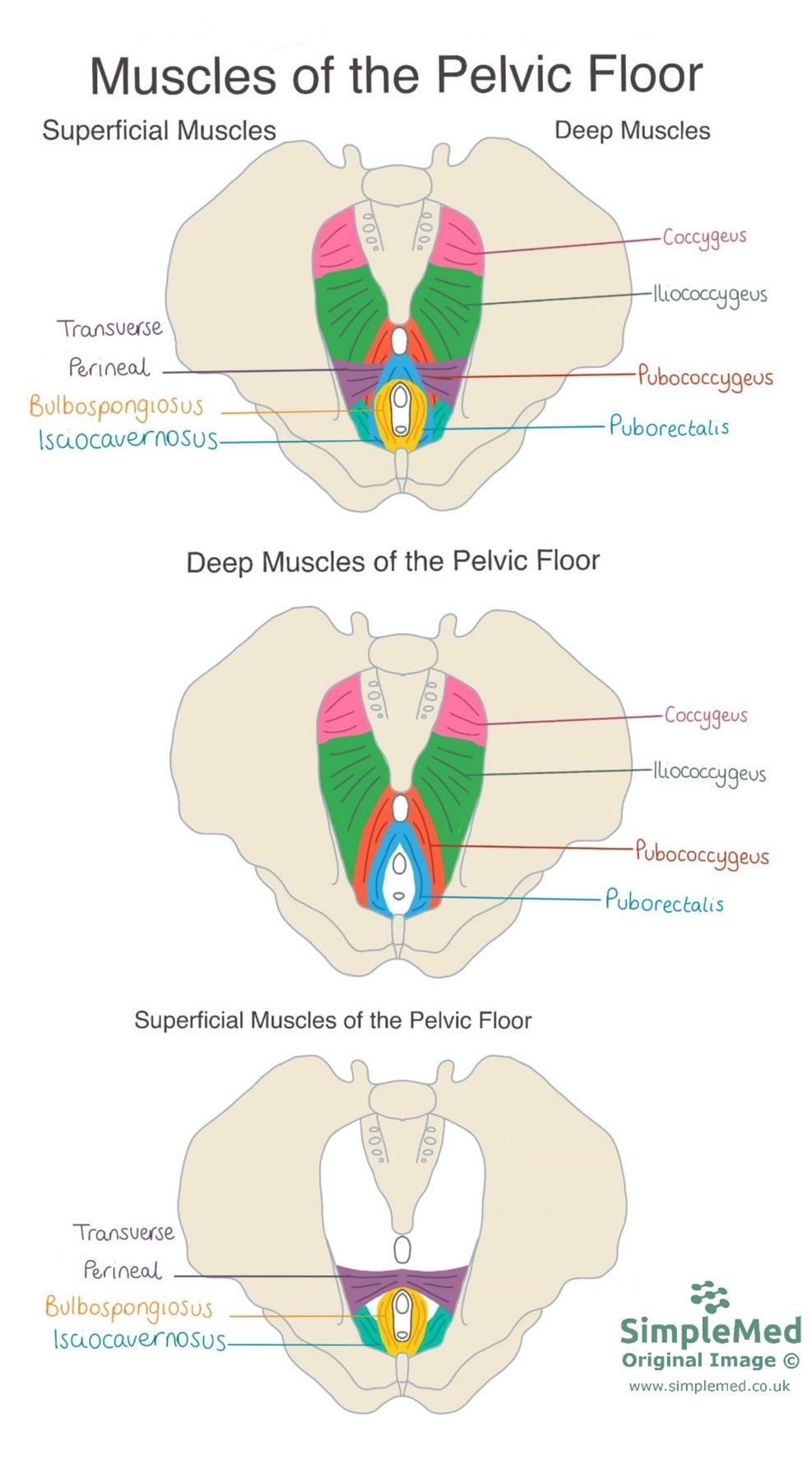 Detailed diagram explaining the pelvic floor muscles and their function. Ideal for anatomy students and healthcare professionals.