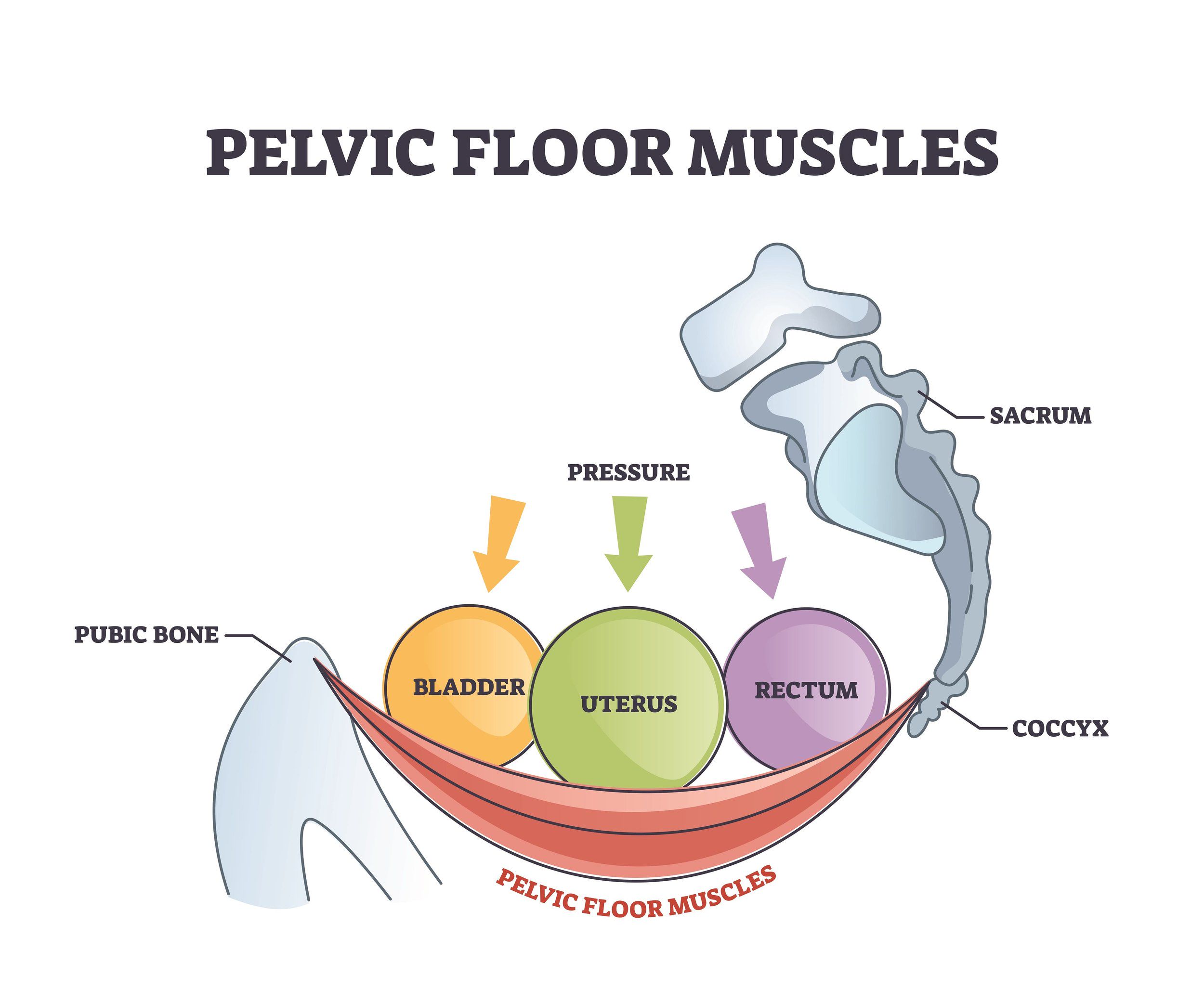 Labeled side view of pelvic floor muscles for anatomy study. Useful for patient education and medical reference.